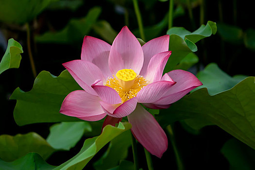 xổ số cà mau hàng tuần