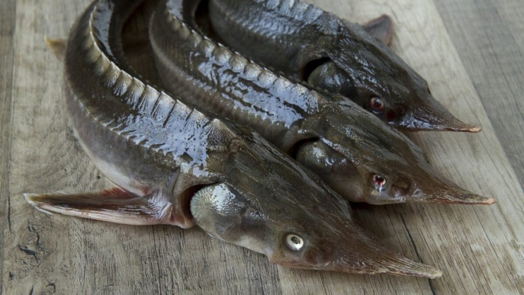 Thân thon dài nhám đen miệng nhỏ là đặc điểm nổi bật của cá Tầm